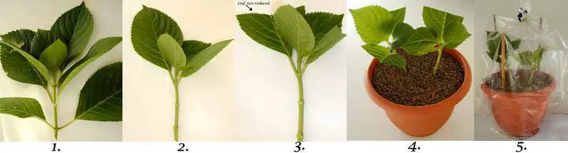 How Do You Grow Hydrangeas From Cuttings?
