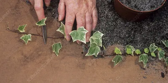How To Propagate Ivy.