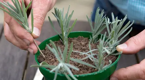 How To Propagate Lavender.