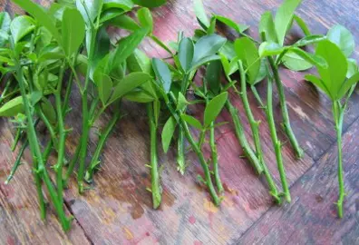 How To Propagate Mandarins.