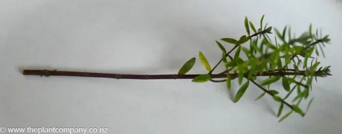 How To Propagate Westringia.