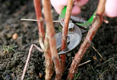 How to Prune Autumn-Bearing Raspberries.