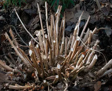 How Do You Prune Hydrangeas?