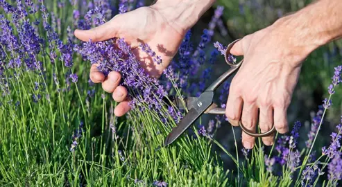 How To Prune Lavender.