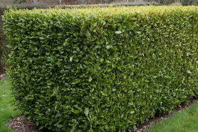 How To Trim A Griselinia.