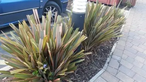 How To Trim A Flax?