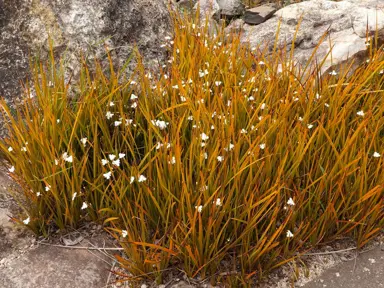 How To Trim A Libertia.