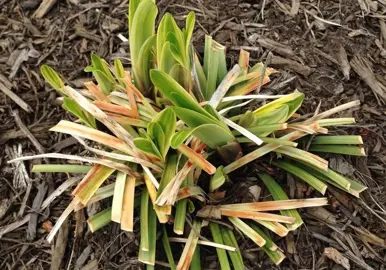 How To Trim Liriope.