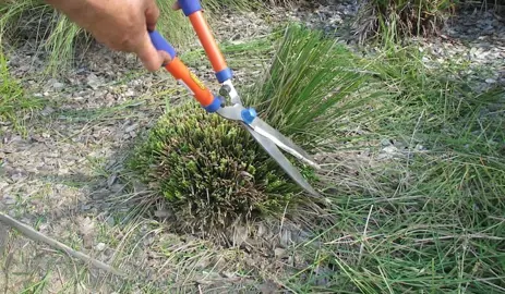 How To Trim Lomandra.