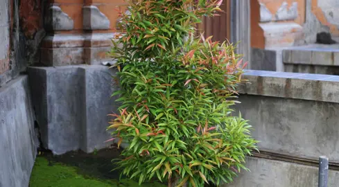 How To Trim A Nandina.