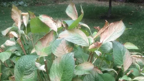 How Do I Stop Hydrangea Leaves Getting Sunburnt?