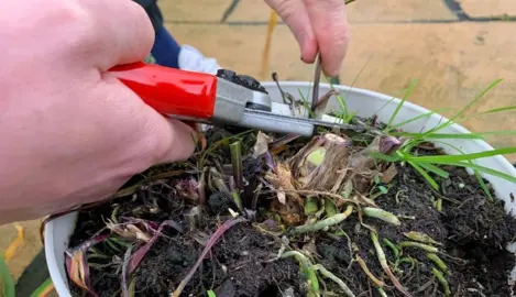 How To Trim An Agapanthus.
