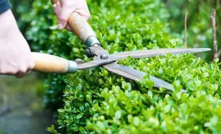 How To Trim Box Hedging.