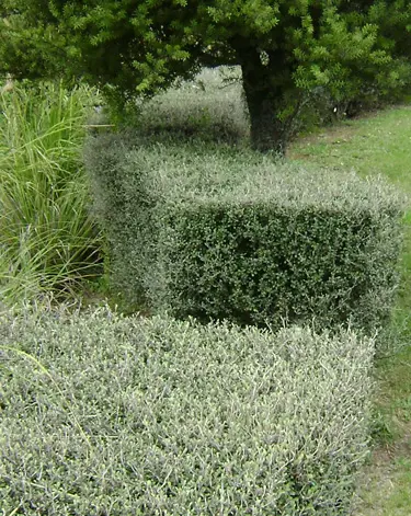 How To Trim A Corokia.