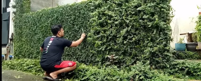 How To Trim Ficus Pumila.