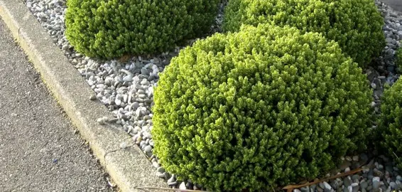 How To Trim Hebes.