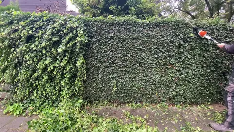 How To Trim Ivy.