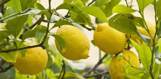 How To Trim A Lemon Tree.