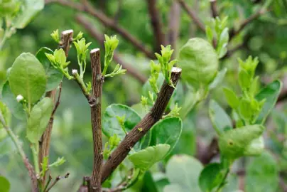 How To Trim A Lime Tree.