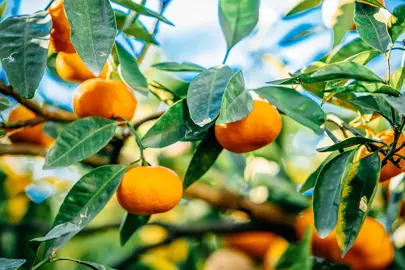 How To Trim A Mandarin Tree.