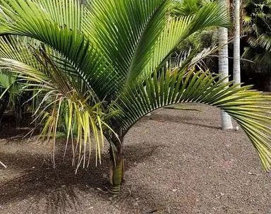 How To Trim Nikau Palms.