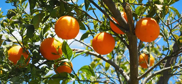 How To Trim An Orange Tree.