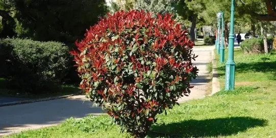 How To Trim A Photinia.