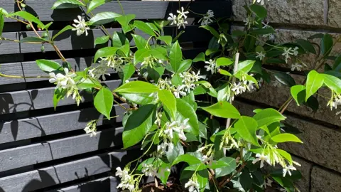 How To Trim Star Jasmine.