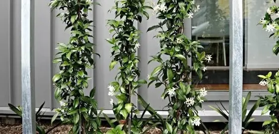 How To Train Star Jasmine On A Wire.