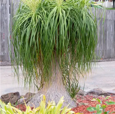 How to Transplant a Ponytail Palm.