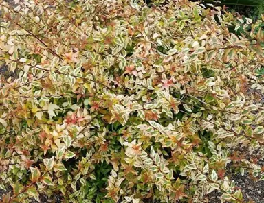 How To Trim An Abelia.