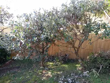 How To Prune Feijoa Trees.