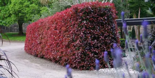 How To Trim A Photinia Hedge.