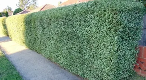 How To Trim A Pittosporum Hedge.