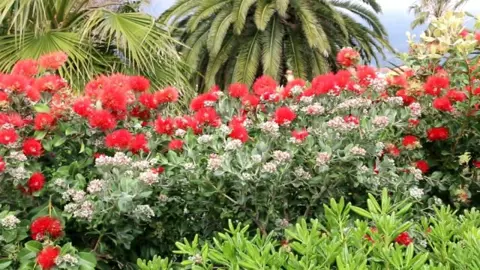 How To Trim A Pohutukawa Hedge.