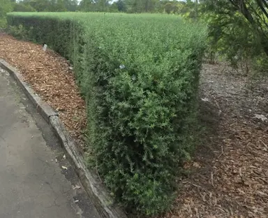How To Trim A Westringia Hedge.