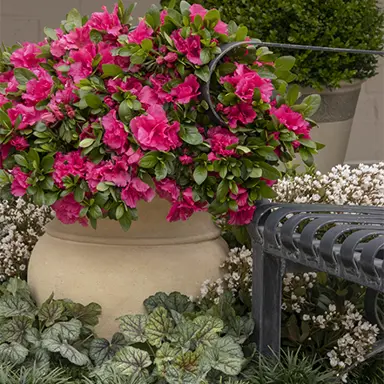 How To Use Azaleas In A Garden?