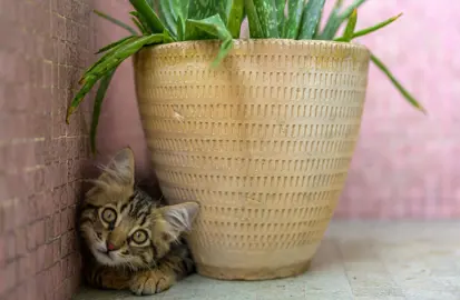 Humidity Tolerant Plants for Bathrooms.