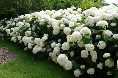 Hydrangea Paniculata Annabelle Information.