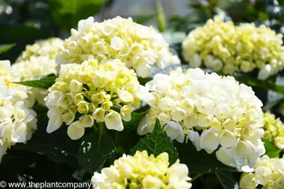 Hydrangea Bridal Bouquet Information.