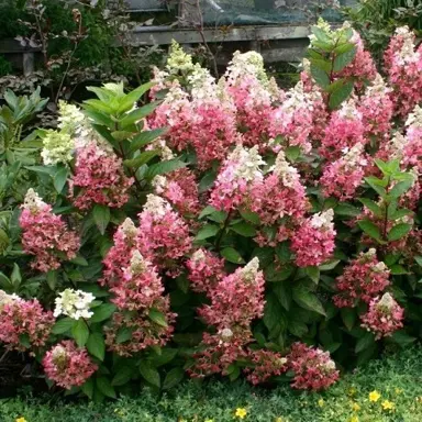 Hydrangea Candlelight Characteristics.