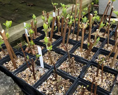 Can You Take Hydrangea Cuttings In Winter?