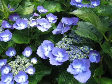 What Hydrangeas Are In The Plant Company’s Database?