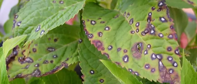 What Are The Common Hydrangea Diseases?