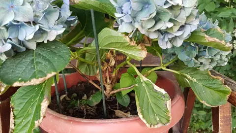 Why Do My Hydrangeas Keep Dying?