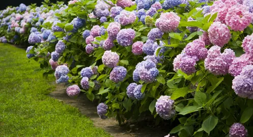 What Are The Different Flower Colours For Hydrangea?