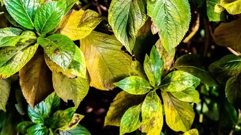 What Causes Hydrangea Leaves To Yellow?