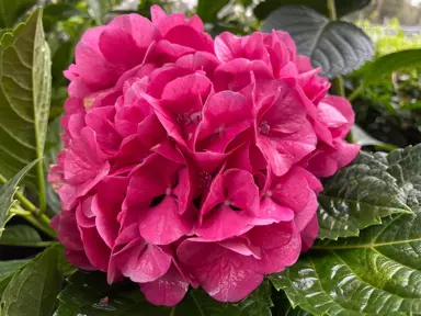 What Is The Average Lifespan Of Hydrangeas?