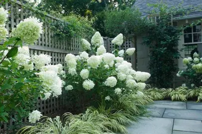 Why Is Hydrangea Limelight So Popular?