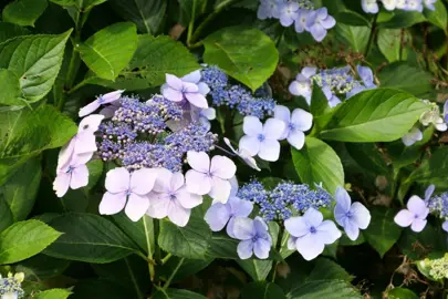 What Is The Difference Between Hydrangea Macrophylla And Hydrangea Serrata?